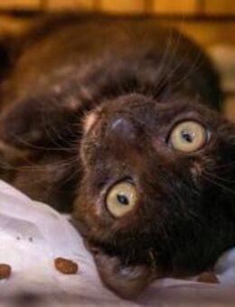 Morticia -kleine Kätzin sucht Happy home - Bad Camberg