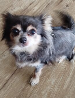 Chihuahua Dame - Rodenbach (Puderbach)