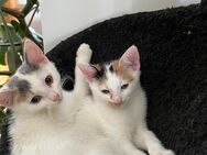 Katzenbabys - Kappel-Grafenhausen