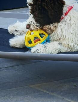 Fluffy zotteliger Lagotto Welpe - Herne Horsthausen