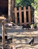 Minipig Babys abzugeben in 37327