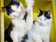 ❣️ Traumduo Panda & Oreo❣️ - Eislingen (Fils)