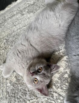 Kartäuser BKH kitten - Abgabebereit - Hamburg