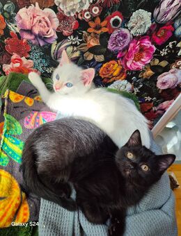 Katzenbabys in Frankfurt abholbereit (W/M) 12 Wochen alt ,Baby Katzen, Kätzchen BKH in Frankfurt, Kitten in Frankfurt, Mischlingskatze - Frankfurt (Main)