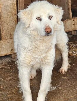 Eisbär Enzo sucht ein Zuhause - Neuberg