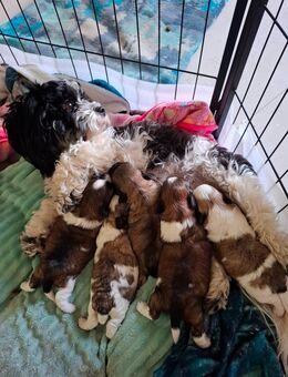 Shih tzu welpen - Seehausen (Altmark, Hansestadt)