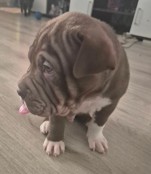 Süße kleine babys - Krefeld
