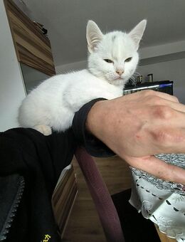 2 EKH kitten suchen ein Zuhause - Grosselfingen