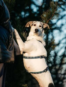 Freundliche Bimka sucht ihre Menschen - Duisburg