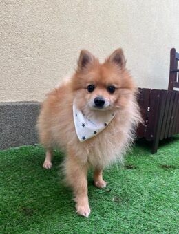 Charlie sehnt sich nach einem Zuhause - Chemnitz