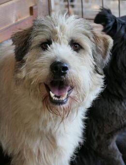 FLUFFY - freundlicher, ruhiger Rüde - Kallmünz
