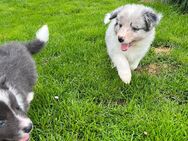Border Collie Welpen - Rinchnach