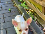 Chihuahua Welpe - Chemnitz