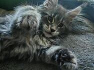 Maine Coon Kätzchen - Schwandorf
