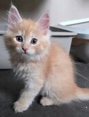 Reinrassiger creme/rote Maine Coon Kater in 55452
