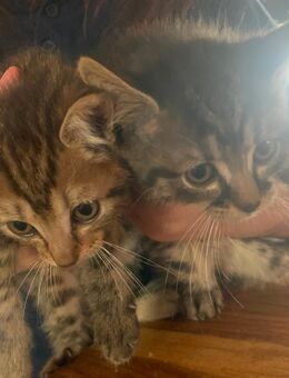 Liebevolle Baby Katzen zu verkaufen - Germersheim