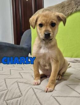 CHARLIE sucht seine Schkoladenfabrik - Neuberg