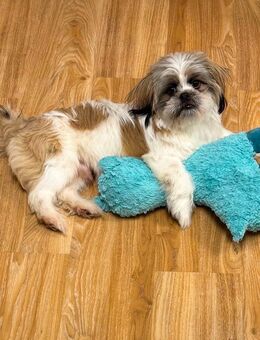 Wundervoller junger Shih-Tzu Welpe Floki sucht liebevolle Familie – Herz, Charme & Kuschelpotenzial inklusive 🐾💖 - Stuttgart