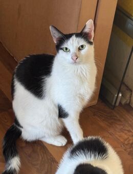 Zwei liebevolle Katzen suchen ein neues Zuhause ❤️ - Berlin Spandau