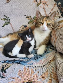 Baby Katzen sucht neues zu Hause - Münster
