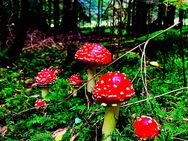 Fliegenpilz getrocknet (Amanita Muscaria) - Sindelfingen Zentrum