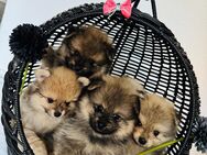 Spitz Pomeranian - Rheine