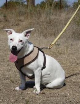 Kleine Claire wünscht sich ein Zuhause - Kleinostheim