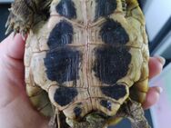 Landschildkröte testudo Hermanni Männchen 2 Jahre - Werl