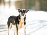 Johnny❤️sucht Pflege- oder Endstelle - Rott (Inn)