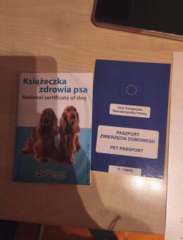 Hund für guten Händen Jäger Hund - Schwabhausen (Bayern)