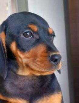 Olmo freut sich auf Sie! - Neuss