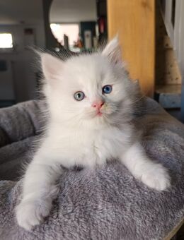 Maincoon kitten - Mellrichstadt