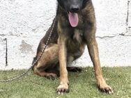 Curro; sucht seine Familie - Geilenkirchen
