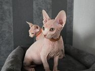 Süße Sphinx Kitten !!!Abholbereit !!! - Wolfenbüttel