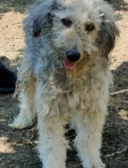 ALFI - 40 cm und voller Lebensfreude - Weilheim (Oberbayern)