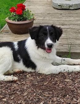 Stark und sensibel- Lucia - Ellerbek