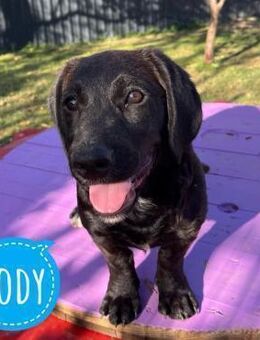 Cody ein kleiner zum Knuddeln - Flörsheim-Dalsheim