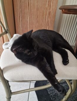 Katze Junge schwarz - Mainz