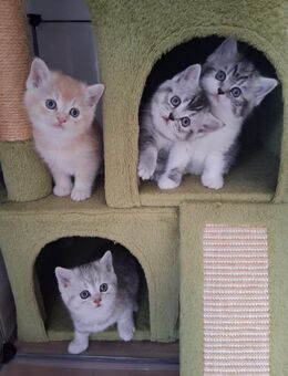 BKH/EKH Mix Kätzchen. Zwei Kater noch zu haben - Lage Zentrum