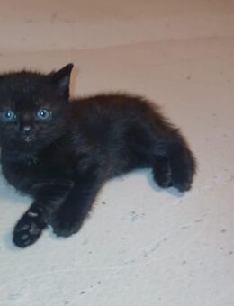 BKH Babykatzen zu verkaufen! - Obersontheim