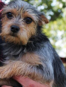 Nico 1-jähriger Yorki Mix - Kassel