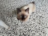 Siam kitten - Oldenburg