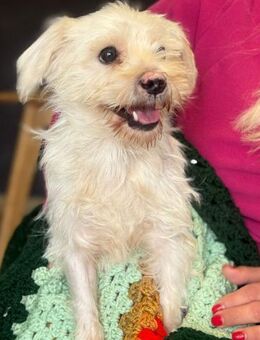 Teddy Sonnenschein sucht sein Zuhause🐾 - München