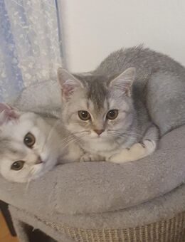 BKH Kitten 3 tabby silver shaded - Heiligenhaus