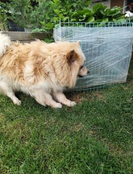 ORSON - laß uns ganz viel knuddeln - Overath