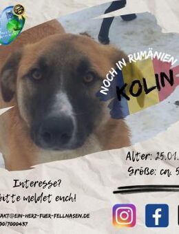 KOLIN - Traumberuf: Treuer Begleiter - Waakirchen