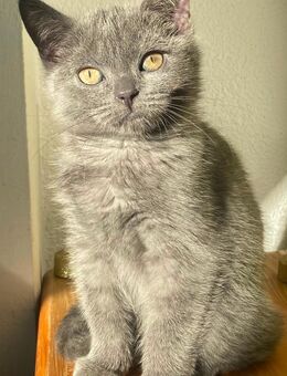 Kitten reinrassig Britisch Kurzhaar ab sofort abzugeben - Eningen (Achalm)