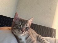 2 kitten abzugeben - Köln