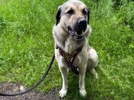 Liebevoller Hirtenhund-Kangal sucht ein neues zuhause - Zwiesel