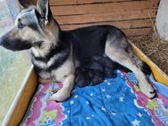 Schäferhund Welpen - Nesse-Apfelstädt